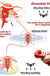ATTOP W5 Egg Drone Foldable - LECCE